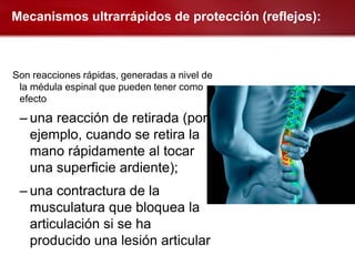 Mecanismos ultrarrápidos de protección (reflejos):



Son reacciones rápidas, generadas a nivel de
 la médula espinal que pueden tener como
 efecto

 – una reacción de retirada (por
   ejemplo, cuando se retira la
   mano rápidamente al tocar
   una superficie ardiente);
 – una contractura de la
   musculatura que bloquea la
   articulación si se ha
   producido una lesión articular
 