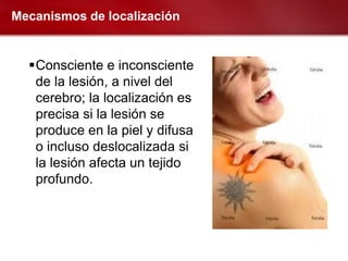 Mecanismos de localización


  Consciente e inconsciente
   de la lesión, a nivel del
   cerebro; la localización es
   precisa si la lesión se
   produce en la piel y difusa
   o incluso deslocalizada si
   la lesión afecta un tejido
   profundo.
 