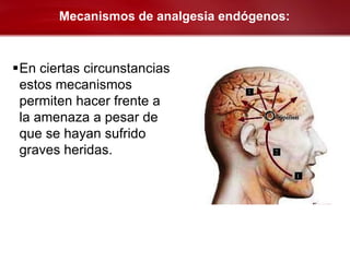 Mecanismos de analgesia endógenos:



En ciertas circunstancias
 estos mecanismos
 permiten hacer frente a
 la amenaza a pesar de
 que se hayan sufrido
 graves heridas.
 