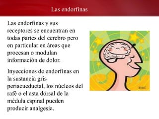 Las endorfinas

Las endorfinas y sus
receptores se encuentran en
todas partes del cerebro pero
en particular en áreas que
procesan o modulan
información de dolor.
Inyecciones de endorfinas en
la sustancia gris
periacueductal, los núcleos del
rafé o el asta dorsal de la
médula espinal pueden
producir analgesia.
 