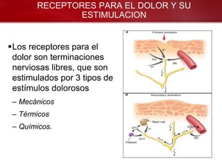 RECEPTORES PARA EL DOLOR Y SU
              ESTIMULACION


Los receptores para el
 dolor son terminaciones
 nerviosas libres, que son
 estimulados por 3 tipos de
 estímulos dolorosos
 – Mecánicos
 – Térmicos
 – Químicos.
 