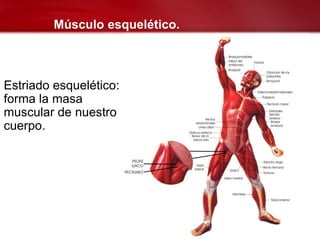 Músculo esquelético.



Estriado esquelético:
forma la masa
muscular de nuestro
cuerpo.
 