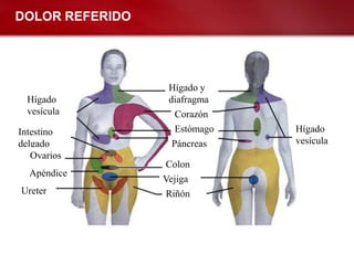 DOLOR REFERIDO




                  Hígado y
  Hígado          diafragma
  vesícula          Corazón
Intestino           Estómago   Hígado
delgado            Páncreas    vesícula
   Ovarios
                 Colon
  Apéndice
                 Vejiga
Ureter           Riñón
 