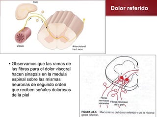 Dolor referido




 Observamos que las ramas de
  las fibras para el dolor visceral
  hacen sinapsis en la medula
  espinal sobre las mismas
  neuronas de segundo orden
  que reciben señales dolorosas
  de la piel
 
