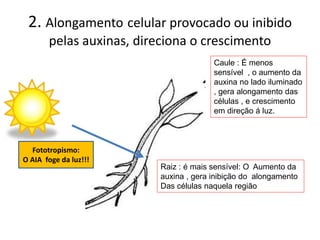 2. Alongamento celular provocado ou inibido 
pelas auxinas, direciona o crescimento 
Fototropismo: 
O AIA foge da luz!!! 
Caule : É menos 
sensível , o aumento da 
auxina no lado iluminado 
, gera alongamento das 
células , e crescimento 
em direção á luz. 
Raiz : é mais sensível: O Aumento da 
auxina , gera inibição do alongamento 
Das células naquela região 
 