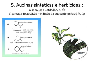5. Auxinas sintéticas e herbicidas : 
a)sobre as dicotiledôneas  
b) camada de abscisão – inibição da queda de folhas e frutos 
 