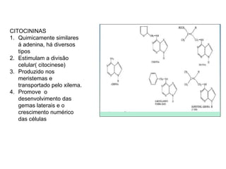 CITOCININAS 
1. Quimicamente similares 
á adenina, há diversos 
tipos 
2. Estimulam a divisão 
celular( citocinese) 
3. Produzido nos 
meristemas e 
transportado pelo xilema. 
4. Promove o 
desenvolvimento das 
gemas laterais e o 
crescimento numérico 
das células 
 