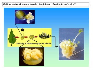 Cultura de tecidos com uso de citocininas: Produção de “calos” 
 