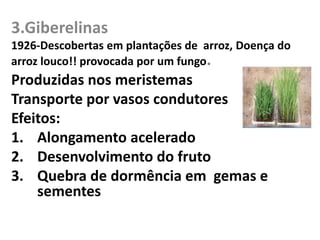 3.Giberelinas 
1926-Descobertas em plantações de arroz, Doença do 
arroz louco!! provocada por um fungo. 
Produzidas nos meristemas 
Transporte por vasos condutores 
Efeitos: 
1. Alongamento acelerado 
2. Desenvolvimento do fruto 
3. Quebra de dormência em gemas e 
sementes 
 