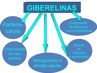 GIBERELINAS 
Alongamento e 
divisão celular 
Parteno-carpia 
Crescimento 
do tubo 
polínico 
Crescimento 
de folhas em 
monocotiledôneas 
Indução 
da 
Floração 
e germinação 
 