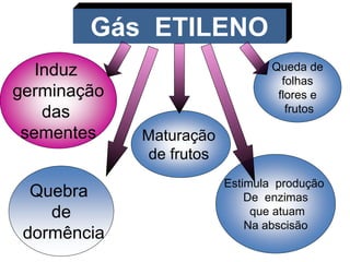 Gás ETILENO 
Induz 
germinação 
das 
sementes 
Quebra 
de 
dormência 
Maturação 
de frutos 
Queda de 
folhas 
flores e 
frutos 
Estimula produção 
De enzimas 
que atuam 
Na abscisão 
 