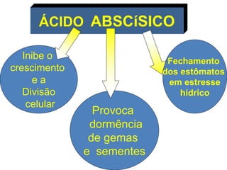 ÁCIDO ABSCíSICO 
Inibe o 
crescimento 
e a 
Divisão 
celular 
Provoca 
dormência 
de gemas 
e sementes 
Fechamento 
dos estômatos 
em estresse 
hídrico 
 