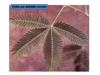 Folha em estado normal 
TIGMOnastismo 
 