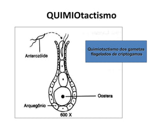 QUIMIOtactismo 
Químiotactismo dos gametas 
flagelados de criptógamas 
 