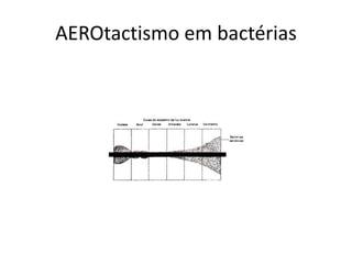 AEROtactismo em bactérias 
 