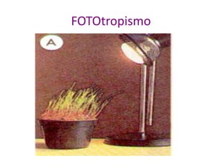 FOTOtropismo 
 