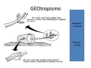 GEOtropismo 
Negativo 
no caule 
Positivo 
na raiz 
 