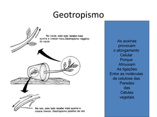 Geotropismo 
As auxinas 
provocam 
o alongamento 
Celular 
Porque 
Afrouxam 
As ligações 
Entre as moléculas 
de celulose das 
Paredes 
das 
Células 
vegetais 
 