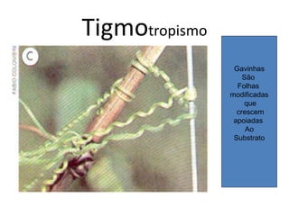 Tigmotropismo 
Gavinhas 
São 
Folhas 
modificadas 
que 
crescem 
apoiadas 
Ao 
Substrato 
 
