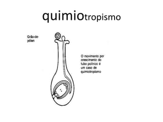 quimiotropismo 
 