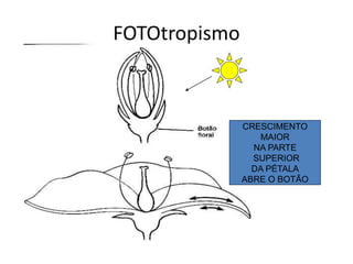 FOTOtropismo 
CRESCIMENTO 
MAIOR 
NA PARTE 
SUPERIOR 
DA PÉTALA 
ABRE O BOTÃO 
 