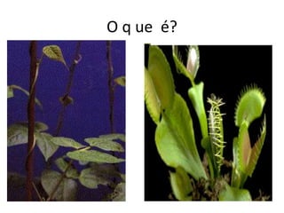 O q ue é? 
 