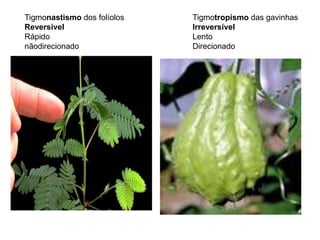 Tigmonastismo dos folíolos 
Reversível 
Rápido 
nãodirecionado 
Tigmotropismo das gavinhas 
Irreversível 
Lento 
Direcionado 
 