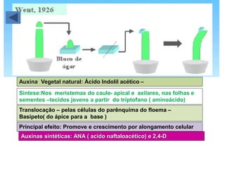 Auxina Vegetal natural: Ácido Indolil acético – 
Síntese:Auxina Nos meristemas do “caule- Auxein” apical - do e grego axilares, = aumentar. 
nas folhas e 
sementes –tecidos jovens a partir do triptofano ( aminoácido) 
Translocação – pelas células do parênquima do floema – 
Basípeto( do ápice para a base ) 
Principal efeito: Promove e crescimento por alongamento celular 
Auxinas sintéticas: ANA ( acido naftaloacético) e 2,4-D 
 