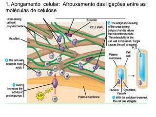 1. Aongamento celular: Afrouxamento das ligações entre as 
moléculas de celulose 
 