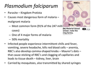 Plasmodium falciparum ,[object Object],[object Object],[object Object],[object Object],[object Object],[object Object],[object Object],[object Object],[object Object]