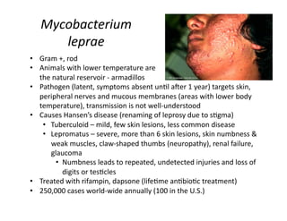 Mycobacterium 
      leprae 
•  Gram +, rod 
•  Animals with lower temperature are  
    the natural reservoir ‐ armadillos 
•  Pathogen (latent, symptoms absent un<l a=er 1 year) targets skin, 
    peripheral nerves and mucous membranes (areas with lower body 
    temperature), transmission is not well‐understood 
•  Causes Hansen’s disease (renaming of leprosy due to s<gma) 
     •  Tuberculoid – mild, few skin lesions, less common disease 
     •  Lepromatus – severe, more than 6 skin lesions, skin numbness & 
        weak muscles, claw‐shaped thumbs (neuropathy), renal failure, 
        glaucoma 
          •  Numbness leads to repeated, undetected injuries and loss of 
             digits or tes<cles 
•  Treated with rifampin, dapsone (life<me an<bio<c treatment) 
•  250,000 cases world‐wide annually (100 in the U.S.) 
 