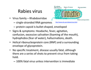 Rabies virus 
•  Virus family – Rhabdoviridae 
    –  single‐stranded RNA genomes  http://www.cdc.gov/rabies/virus.html
    –  protein capsid is bullet‐shaped, enveloped 
•  Signs & symptoms: Headache, fever, agitaAon, 
   confusion, excessive salivaAon (foaming of the mouth), 
   hydrophobia (fear of water), hallucinaAons, death. 
•  Helical ribonucleoprotein core (RNP) and a surrounding 
   envelope of glycoprotein. 
•  No speciﬁc treatment, disease usually fatal, although 
   there are a series of shots to prevent virus from taking 
   hold. 
    –  100% fatal virus unless intervenAon is immediate 
 