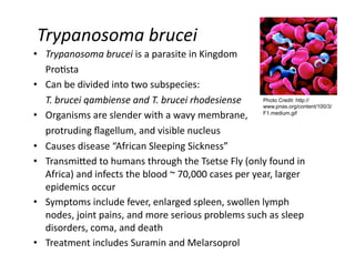Trypanosoma brucei 
•  Trypanosoma brucei is a parasite in Kingdom  
    Pro0sta 
•  Can be divided into two subspecies:  
    T. brucei qambiense and T. brucei rhodesiense      Photo Credit: http://
                                                       www.pnas.org/content/100/3/
•  Organisms are slender with a wavy membrane,   F1.medium.gif
    protruding ﬂagellum, and visible nucleus 
•  Causes disease “African Sleeping Sickness”  
•  TransmiEed to humans through the Tsetse Fly (only found in 
    Africa) and infects the blood ~ 70,000 cases per year, larger 
    epidemics occur 
•  Symptoms include fever, enlarged spleen, swollen lymph 
    nodes, joint pains, and more serious problems such as sleep 
    disorders, coma, and death 
•  Treatment includes Suramin and Melarsoprol 
 
