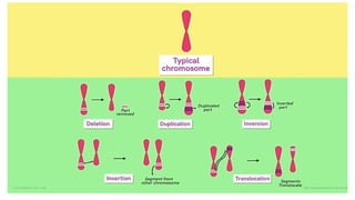 MUTATION AND GENETIC DRIFT &NATURAL SELECTION