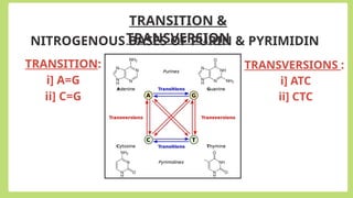 TRANSITION &
TRANSVERSION
NITROGENOUS BASES OF PURIN & PYRIMIDIN
TRANSITION:
i] A=G
ii] C=G
TRANSVERSIONS :
i] ATC
ii] CTC
 