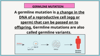 A germline mutation is a change in the
DNA of a reproductive cell (egg or
sperm) that can be passed on to
offspring. Germline mutations are also
called germline variants.
GERMLINE MUTATION
 