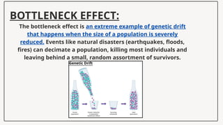 BOTTLENECK EFFECT:
The bottleneck effect is an extreme example of genetic drift
that happens when the size of a population is severely
reduced. Events like natural disasters (earthquakes, floods,
fires) can decimate a population, killing most individuals and
leaving behind a small, random assortment of survivors.
 