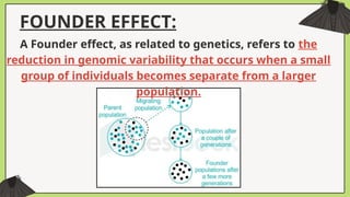 FOUNDER EFFECT:
A Founder effect, as related to genetics, refers to the
reduction in genomic variability that occurs when a small
group of individuals becomes separate from a larger
population.
 