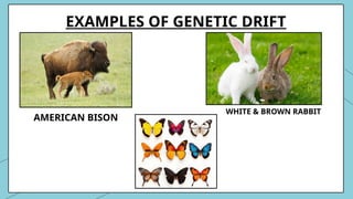 EXAMPLES OF GENETIC DRIFT
AMERICAN BISON
WHITE & BROWN RABBIT
 