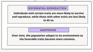 DIFFERENTIAL REPRODUCTION
Individuals with certain traits are more likely to survive
and reproduce, while those with other traits are less likely
to do so.
ADAPTATION
Over time, the population adapts to its environment as
the favorable traits become more common.
 