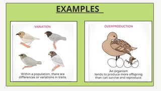 EXAMPLES
 