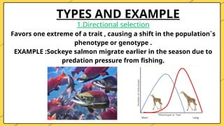 TYPES AND EXAMPLE
1.Directional selection
Favors one extreme of a trait , causing a shift in the population`s
phenotype or genotype .
EXAMPLE :Sockeye salmon migrate earlier in the season due to
predation pressure from fishing.
 