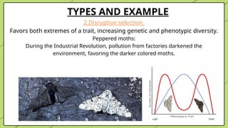 TYPES AND EXAMPLE
2.Disruptive selection
Favors both extremes of a trait, increasing genetic and phenotypic diversity.
Peppered moths:
During the Industrial Revolution, pollution from factories darkened the
environment, favoring the darker colored moths.
 