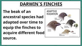 DARWIN`S FINCHES
The beak of an
ancestral species had
adapted over time to
equip the finches to
acquire different food
source.
 