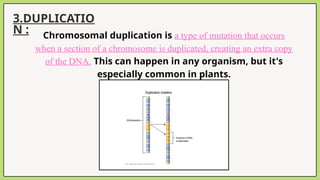3.DUPLICATIO
N : Chromosomal duplication is a type of mutation that occurs
when a section of a chromosome is duplicated, creating an extra copy
of the DNA. This can happen in any organism, but it's
especially common in plants.
 