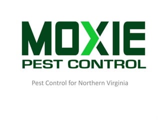 Pest Control for Northern Virginia
 