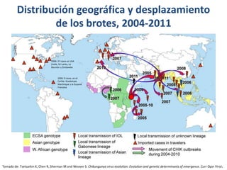 Distribución geográfica y desplazamiento 
de los brotes, 2004-2011 
2006: 37 casos en USA 
(India, Sri Lanka, La 
Reunión y Zimbawbe 
2006: 9 casos en el 
Caribe: Guadalupe, 
Martinique y la Guyana 
Francesa 
Tomado de: Tsetsarkin K, Chen R, Sherman M and Weaver S. Chikungunya virus evolution: Evolution and genetic determinants of emergence. Curr Opin Virol. 
 