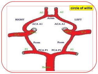 circle of willis
 