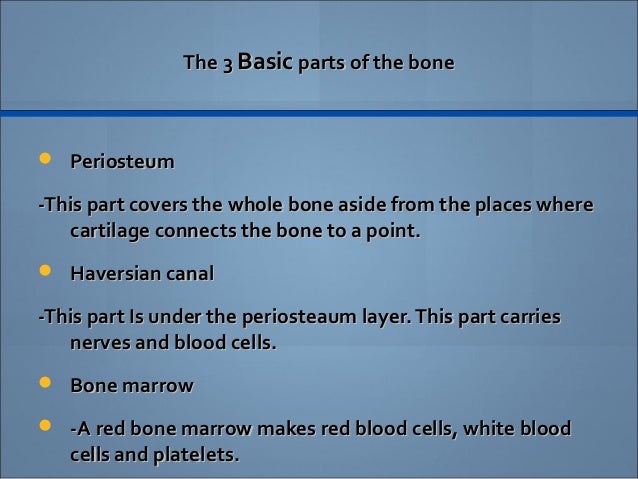 human body essay human body essay