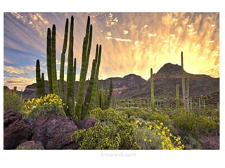 Arizona dessert
 